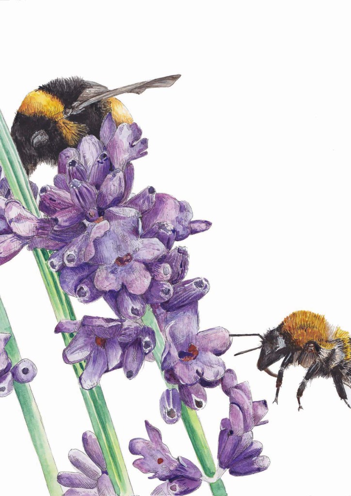 Bee Han Nature Illustrations – Hazel Beehan